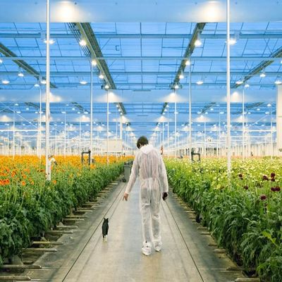 좋은 가격 Adjustable Light Sustainable Steel Film Greenhouse Solar System 온라인으로